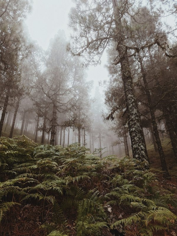 How Does Exposure to Green Spaces Affect Cognitive Development in Children?