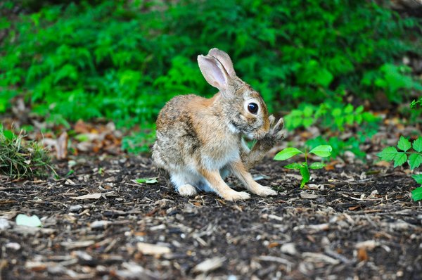 How to Care for a Pet Rabbit During Molting Season?